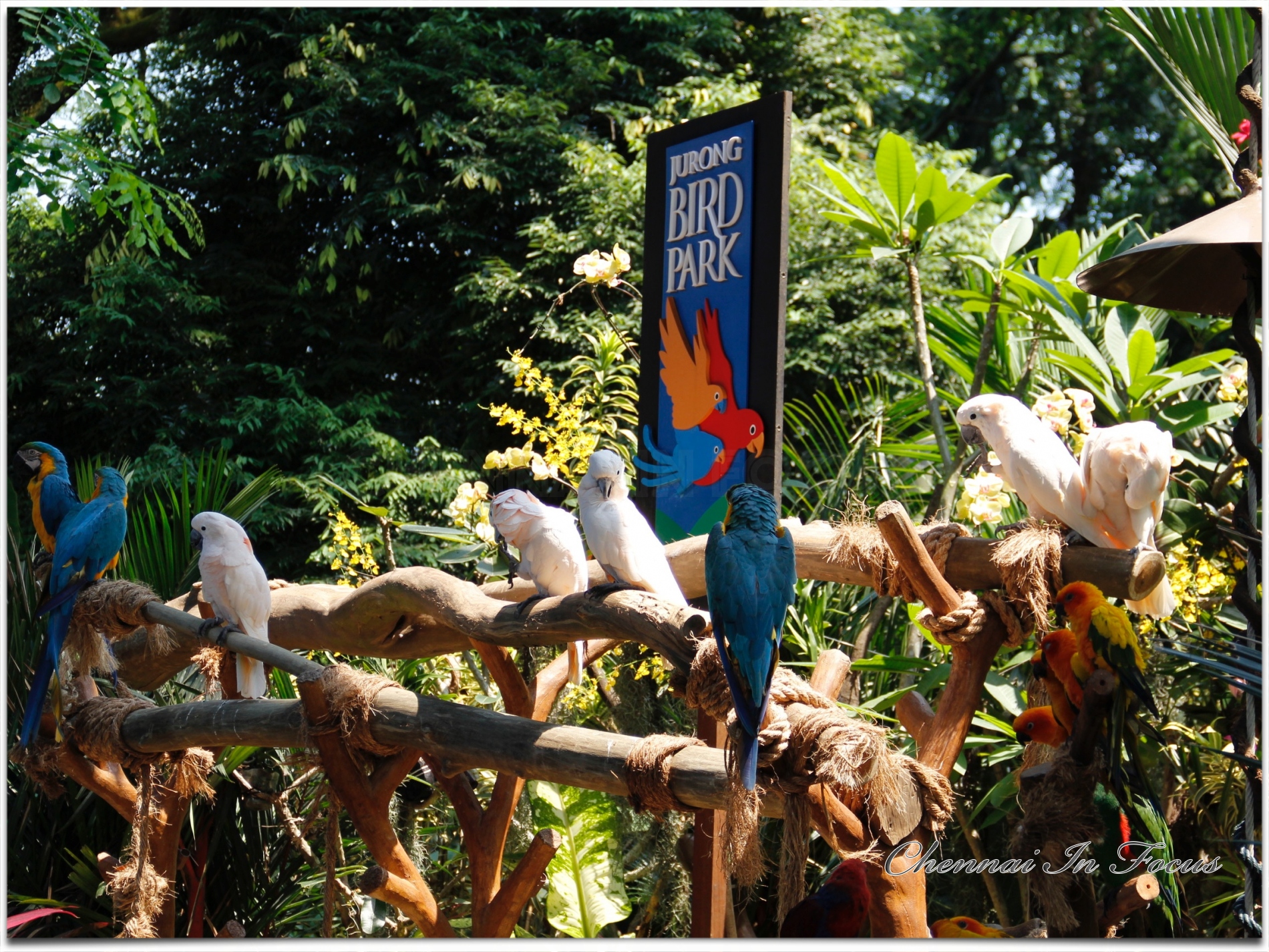 Jurong Bird Park -  Wildlife Reserves Singapore