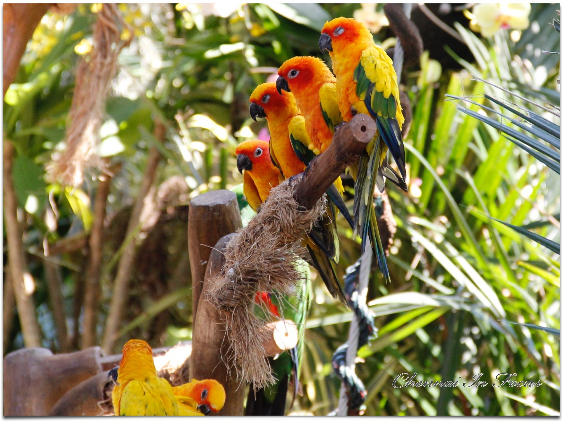 Jurong Bird Park -  Wildlife Reserves Singapore