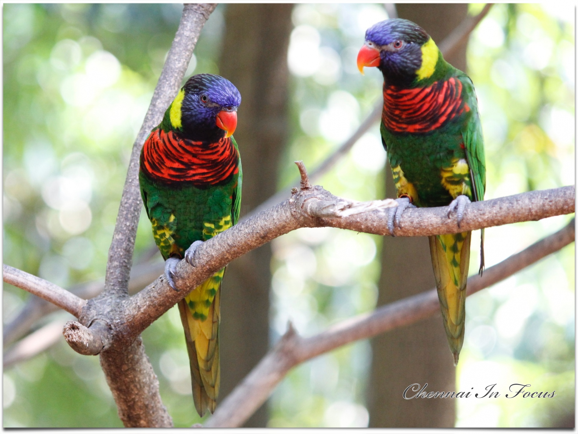 Jurong Bird Park -  Wildlife Reserves Singapore