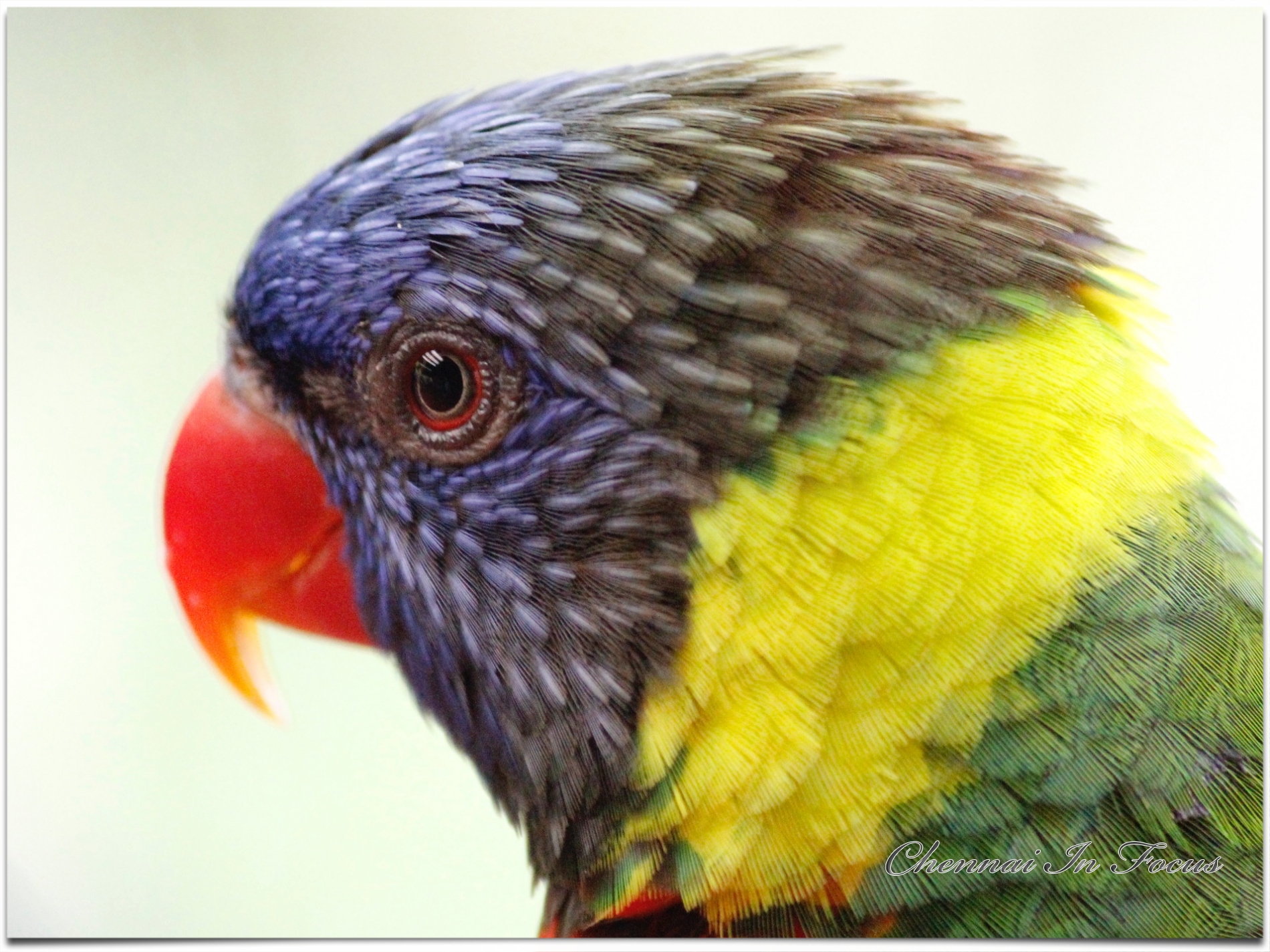 Jurong Bird Park -  Wildlife Reserves Singapore