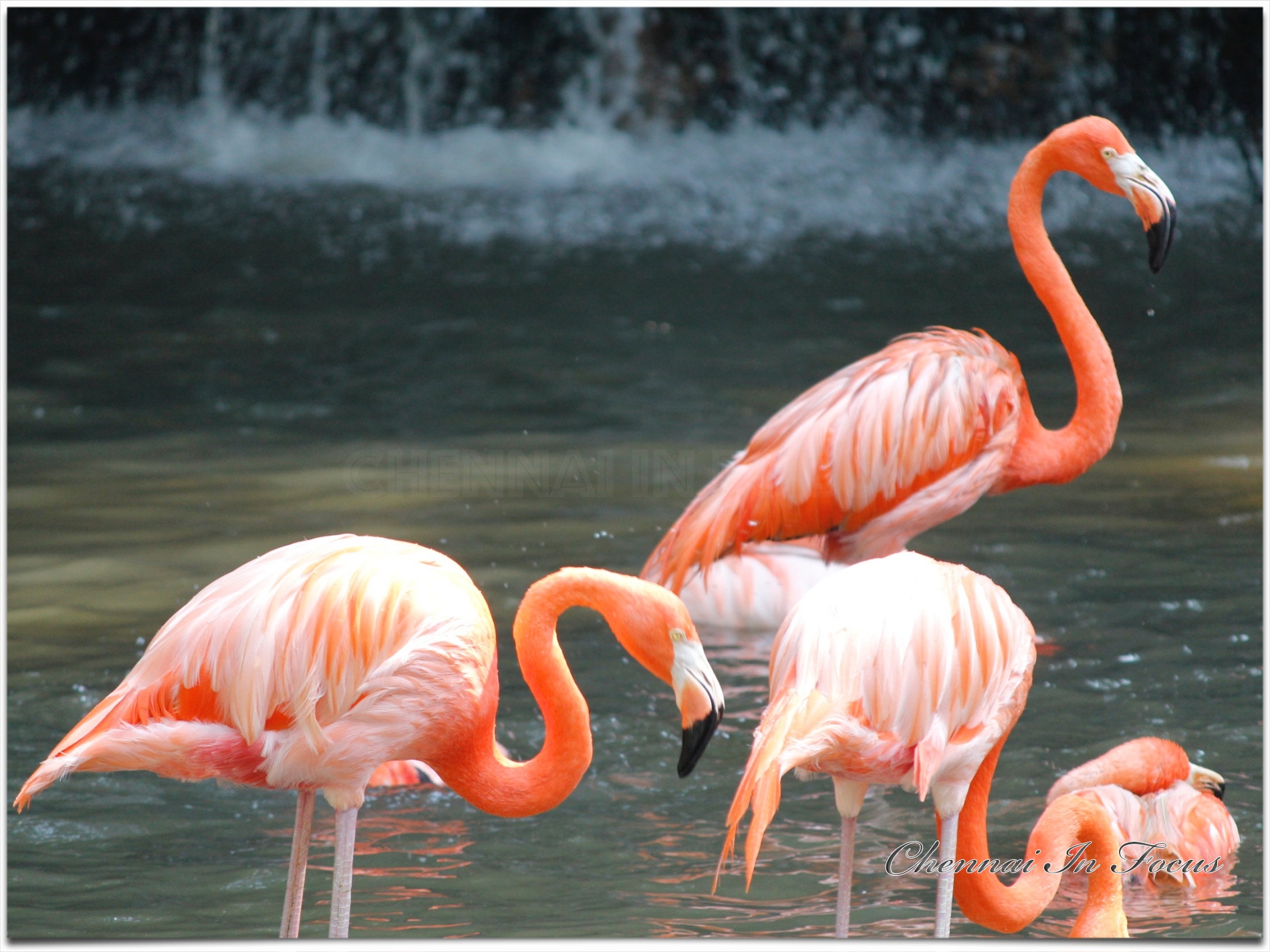 Jurong Bird Park -  Wildlife Reserves Singapore