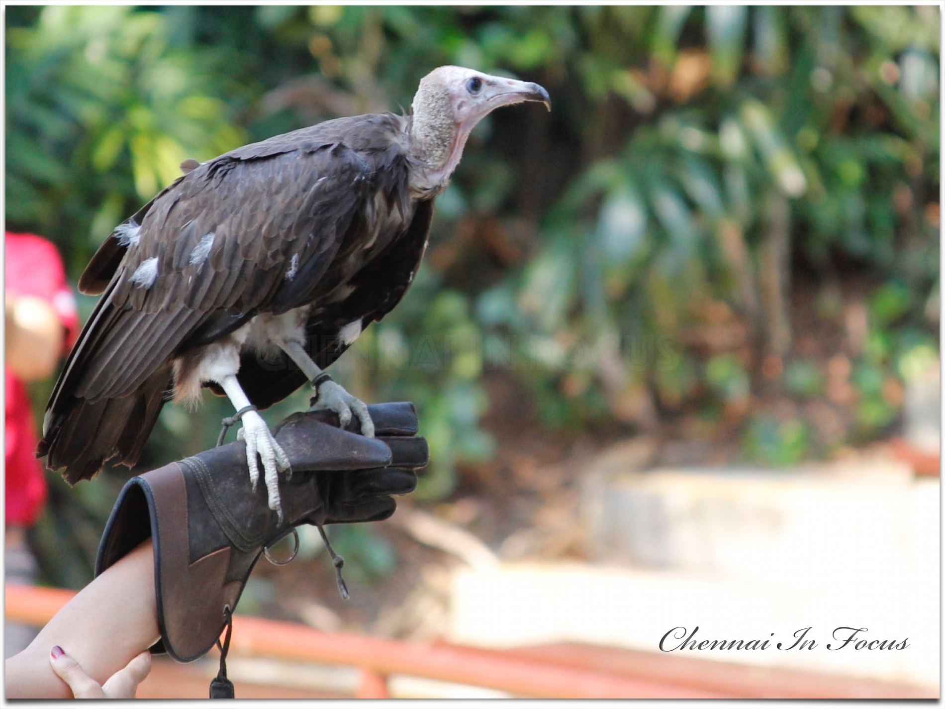 Jurong Bird Park -  Wildlife Reserves Singapore