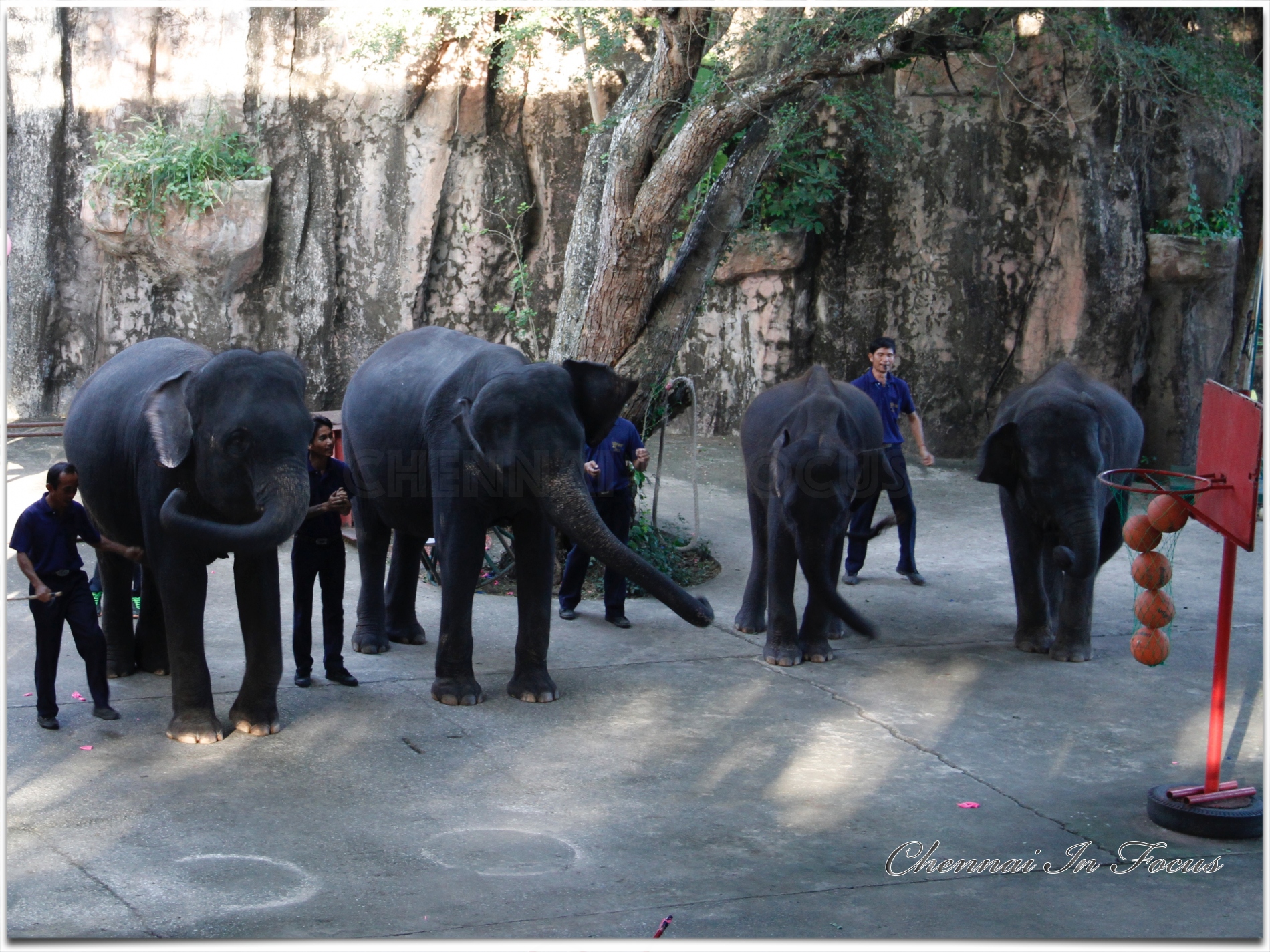 Sriracha Tiger Zoo - Pattaya
