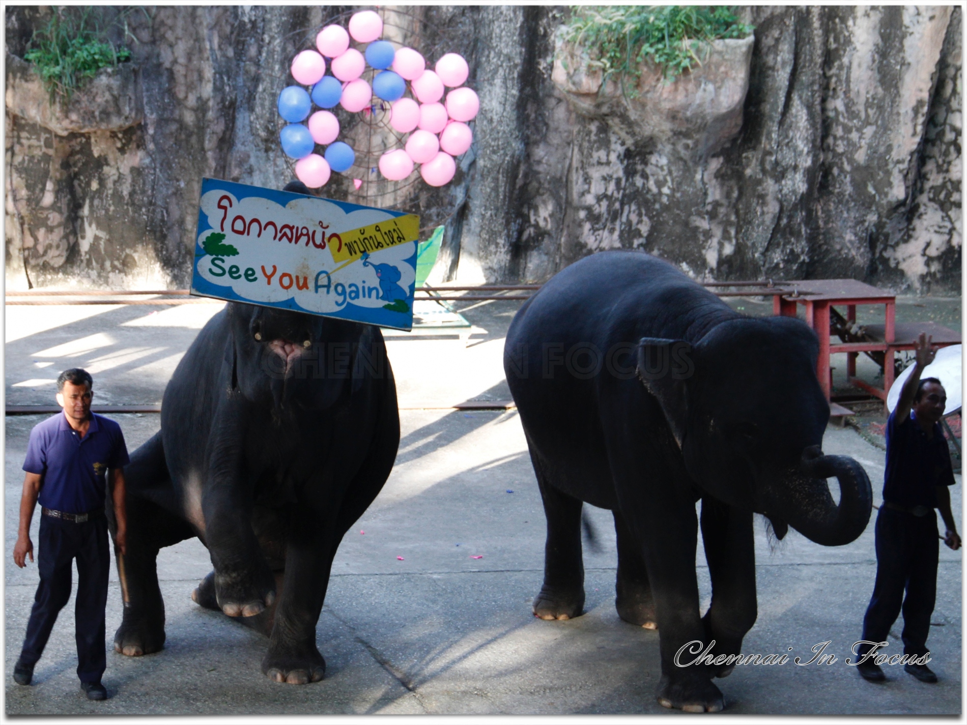 Sriracha Tiger Zoo - Pattaya