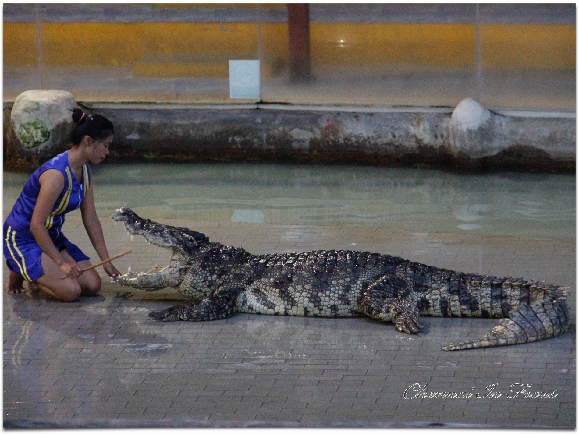 Sriracha Tiger Zoo - Pattaya