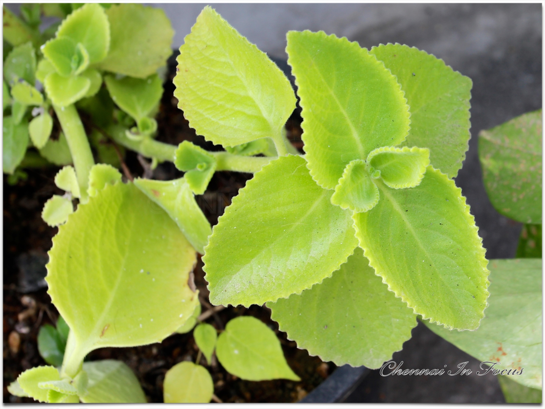 Karpuravlli, Oregano, Plectranthus amboinicus, Lamiaceae, Coleus,Mexican Mint