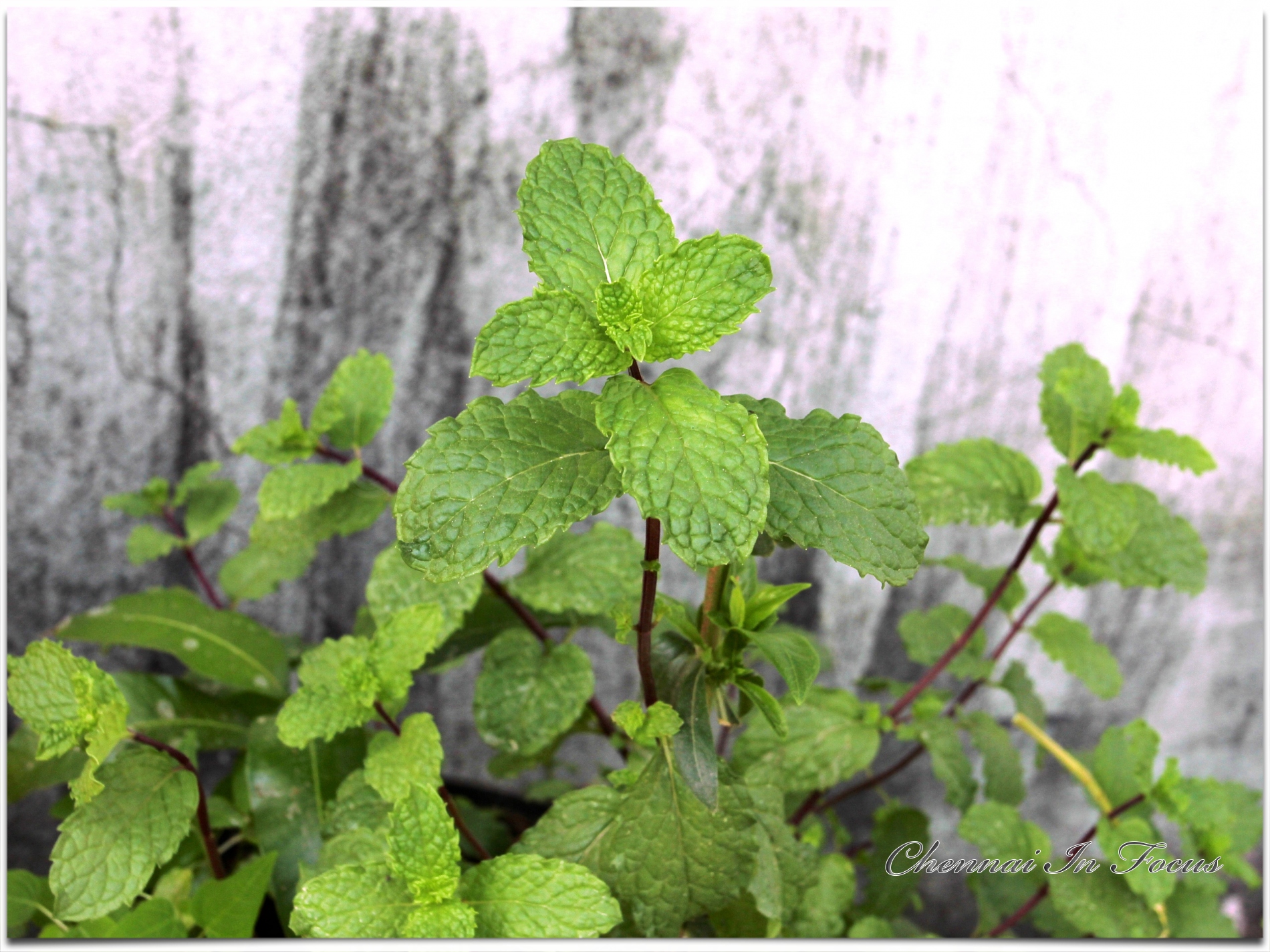 Mint Plant | Mint Leaves | Mint Leaf | Leafy Vegetable