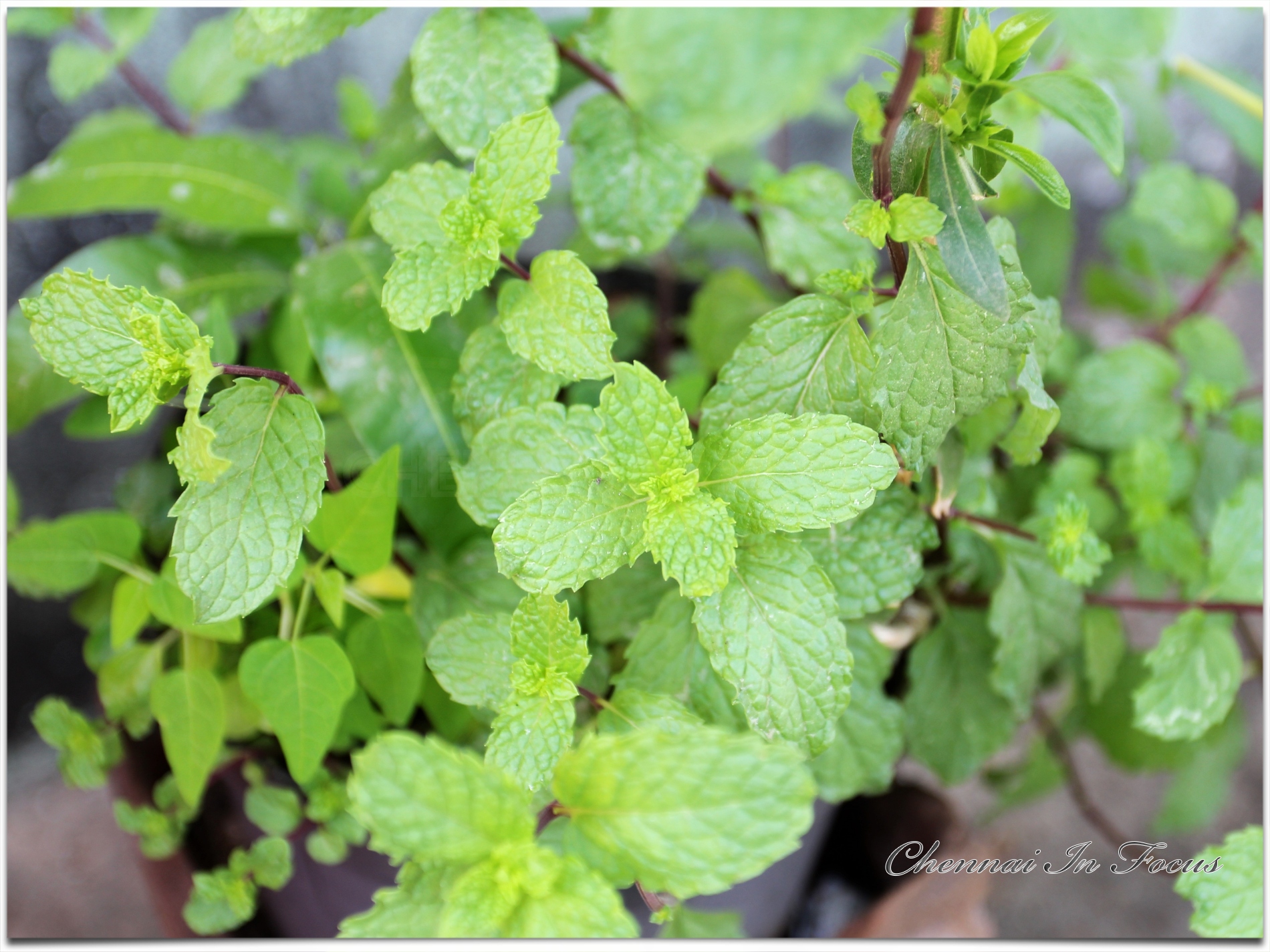 Mint Plant | Mint Leaves | Mint Leaf | Leafy Vegetable