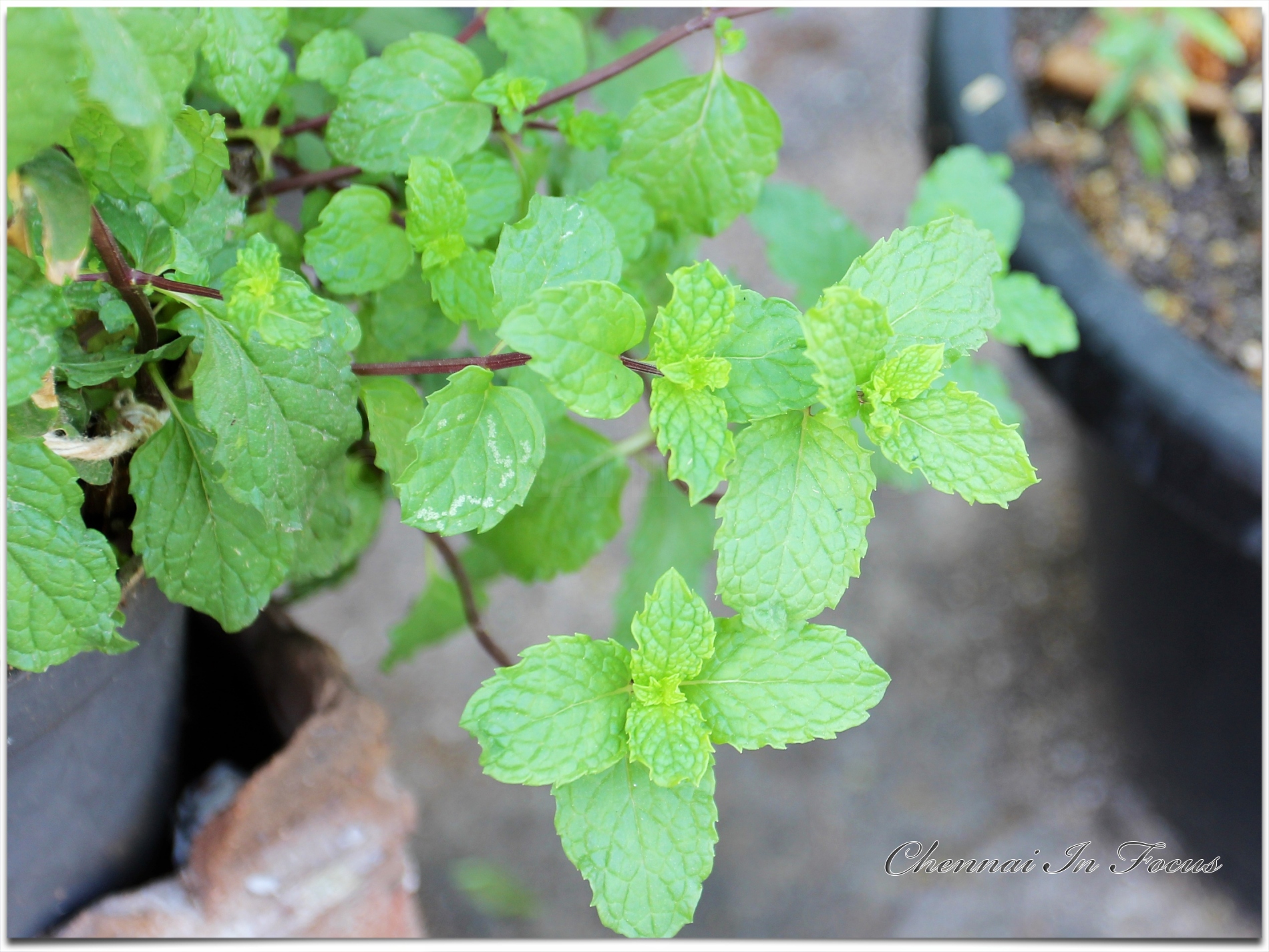 Mint Plant | Mint Leaves | Mint Leaf | Leafy Vegetable