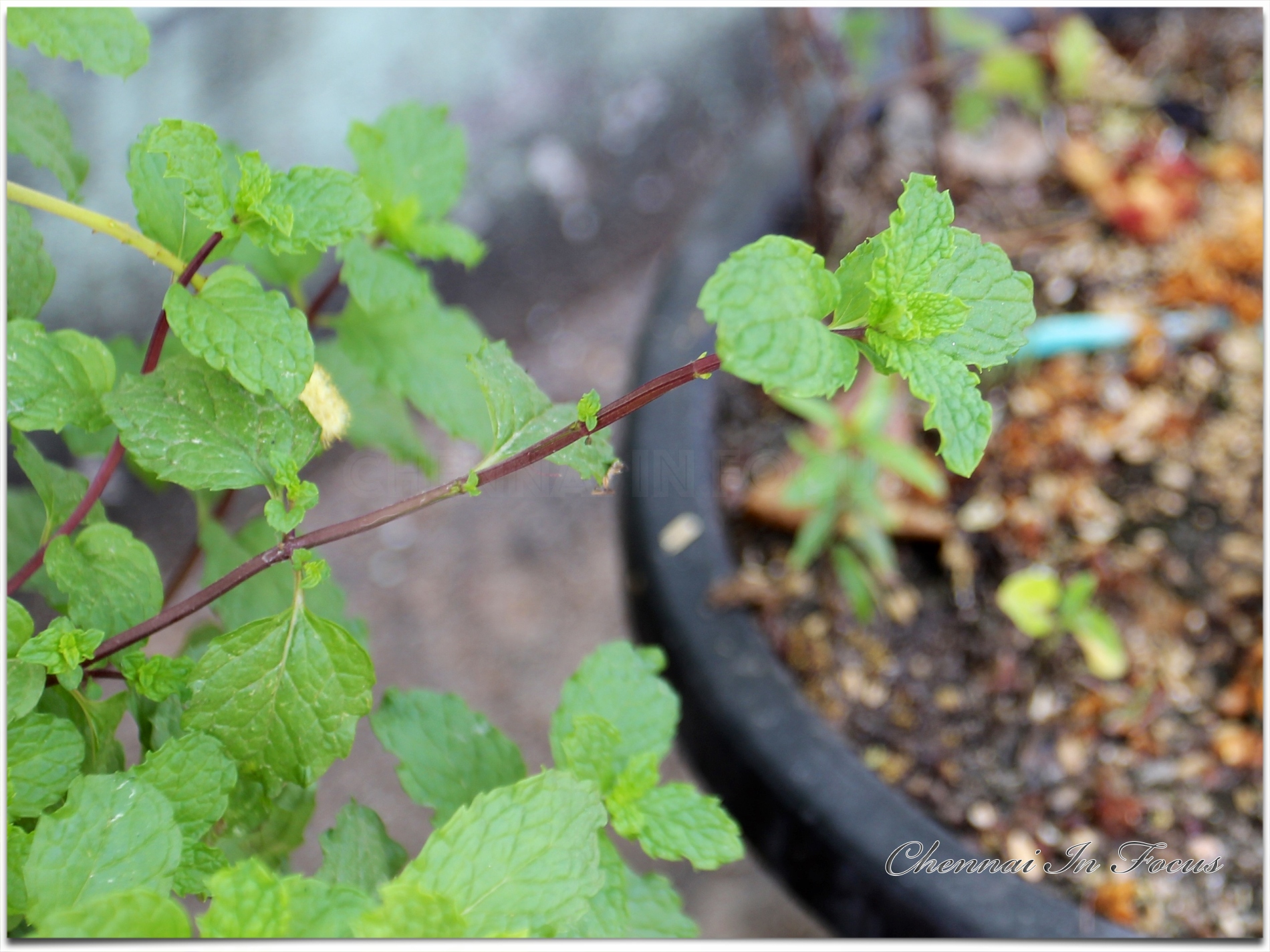 Mint Plant | Mint Leaves | Mint Leaf | Leafy Vegetable