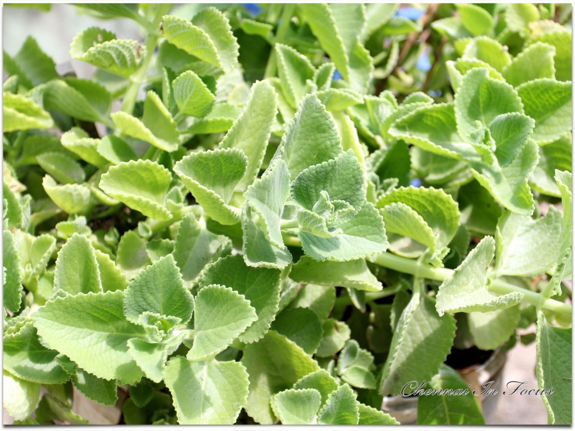 Karpuravlli, Oregano, Plectranthus amboinicus, Lamiaceae, Coleus,Mexican Mint