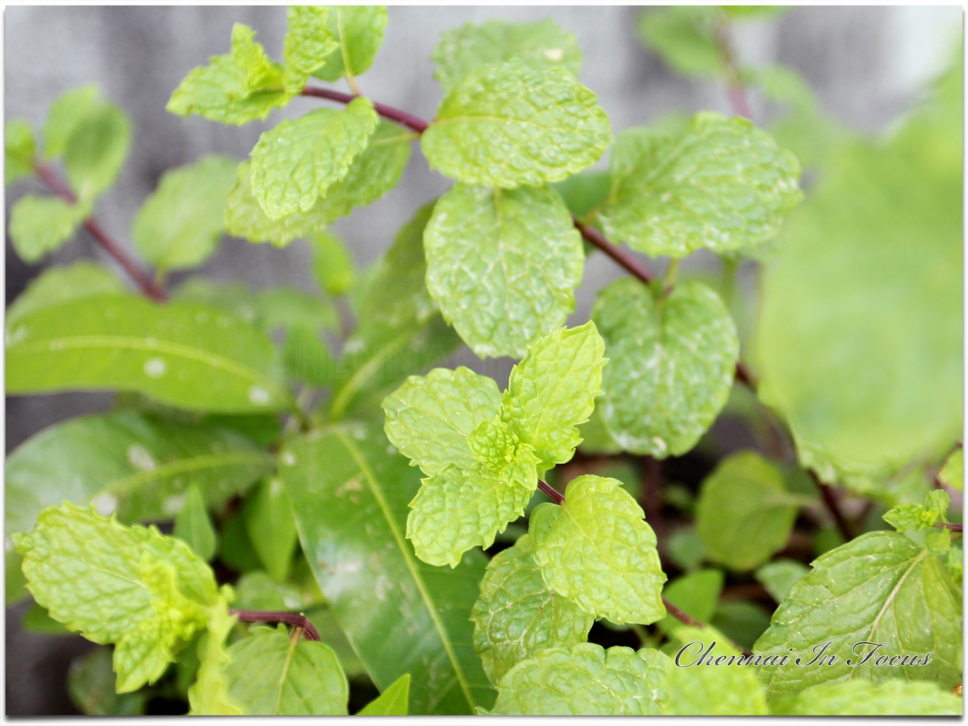 Mint Plant | Mint Leaves | Mint Leaf | Leafy Vegetable