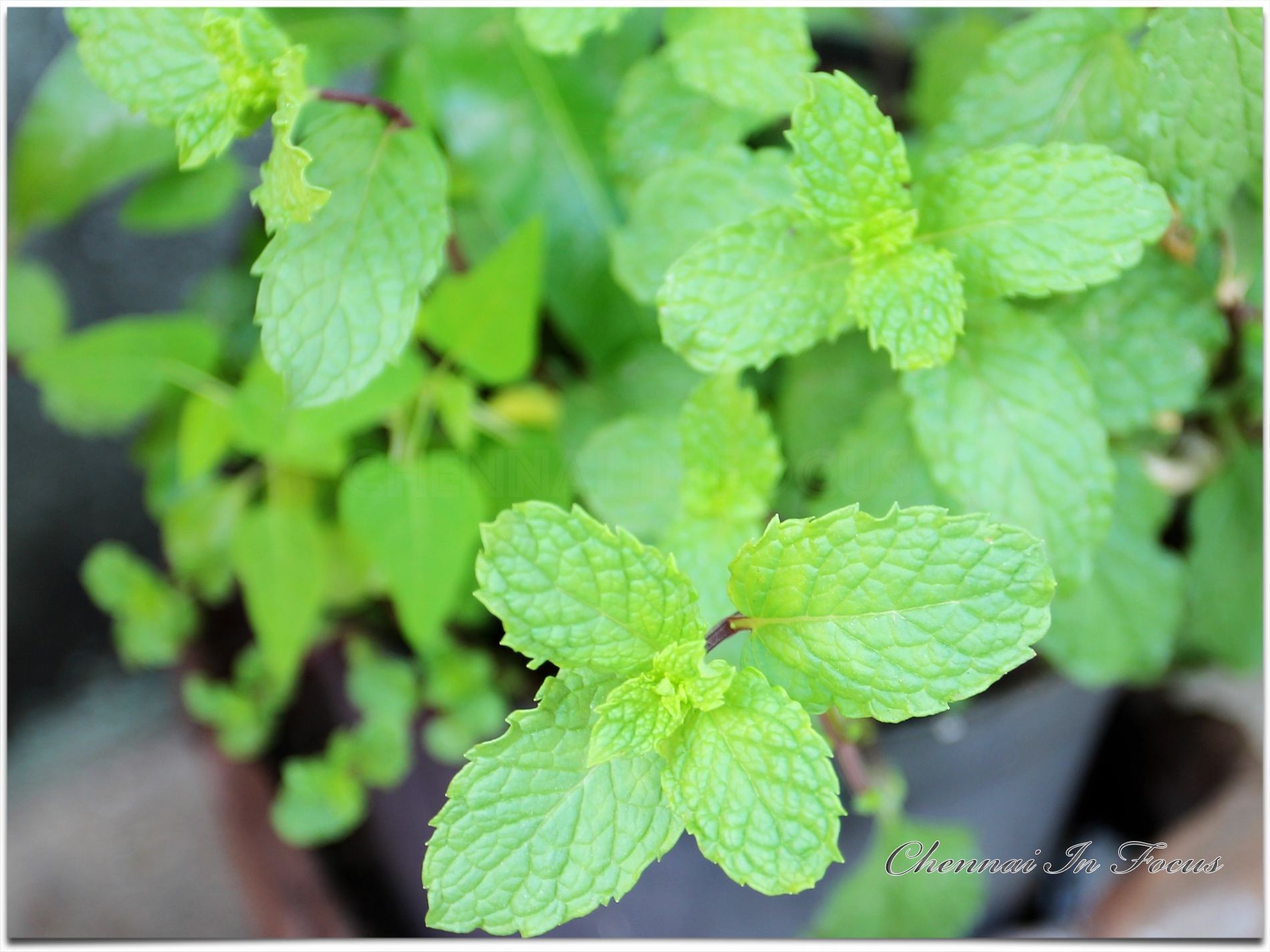 Mint Plant | Mint Leaves | Mint Leaf | Leafy Vegetable