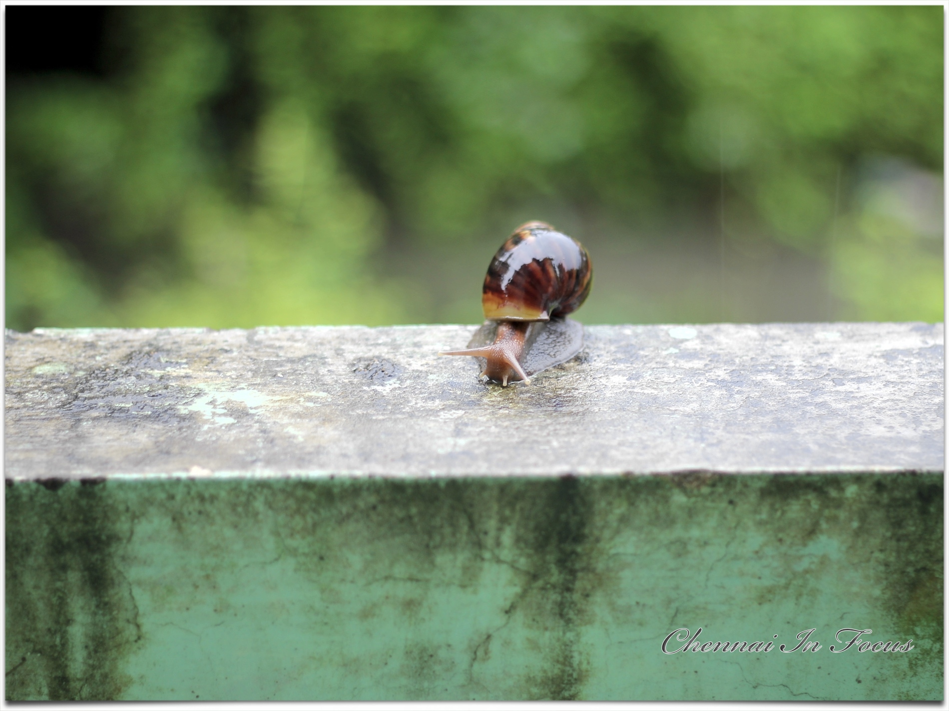 snail shall in rain