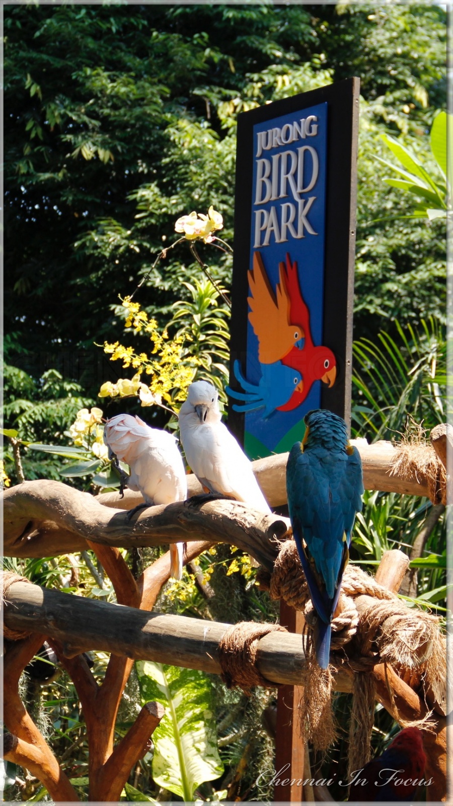 Jurong Bird Park -  Wildlife Reserves Singapore