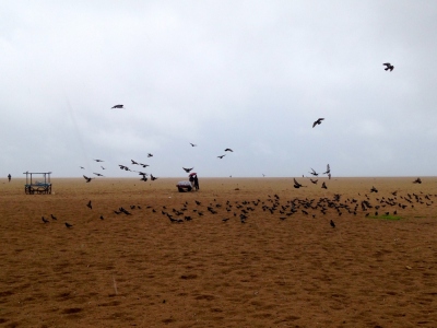 Marina Beach | மெரினா கடற்கரை | Kalicharan