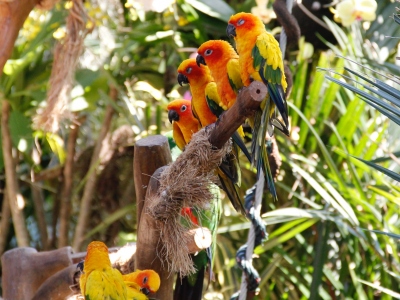 Jurong Bird Park -  Wildlife Reserves Singapore