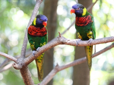 Jurong Bird Park -  Wildlife Reserves Singapore