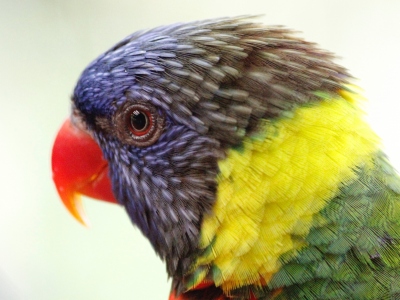 Jurong Bird Park -  Wildlife Reserves Singapore