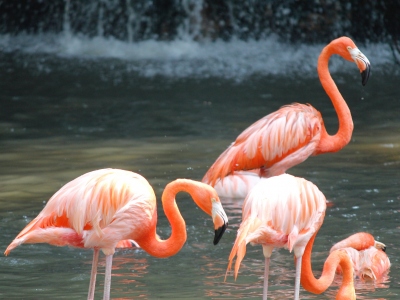 Jurong Bird Park -  Wildlife Reserves Singapore