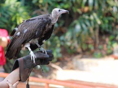 Jurong Bird Park -  Wildlife Reserves Singapore