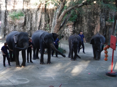 Sriracha Tiger Zoo - Pattaya
