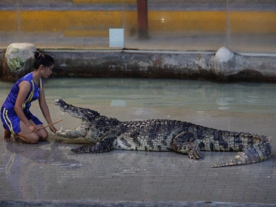 Sriracha Tiger Zoo - Pattaya