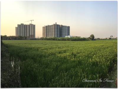 Greenfield 